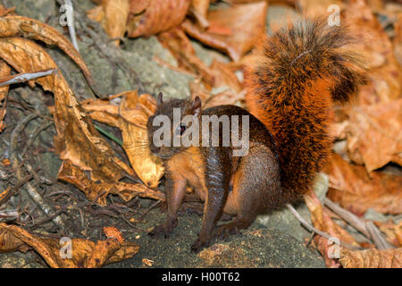 Tropische Eichhörnchen, Red-tailed Eichhörnchen (Sciurus granatensis), auf Laub auf dem Boden, Costa Rica Stockfoto