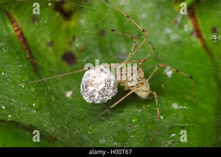 Spitting spider (Scytodes spec.), mit eingewickelt Beute auf einem Blatt, Costa Rica Stockfoto