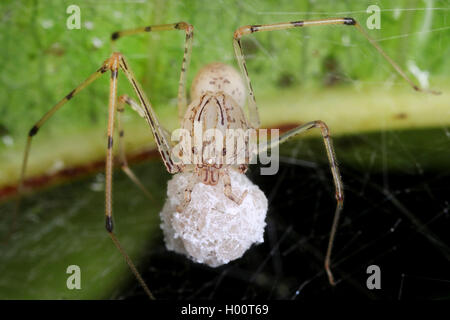 Spitting spider (Scytodes spec.), mit eingewickelt Beute auf einem Blatt, Costa Rica Stockfoto