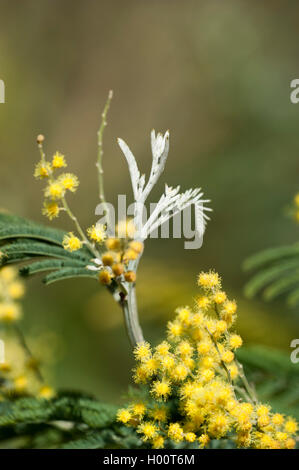 Silber wattle (Acacia dealbata), blühende Stockfoto