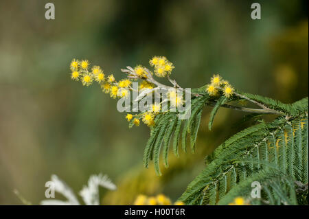 Silber wattle (Acacia dealbata), blühende Stockfoto