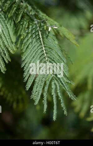 Silber wattle (Acacia dealbata), Blatt Stockfoto