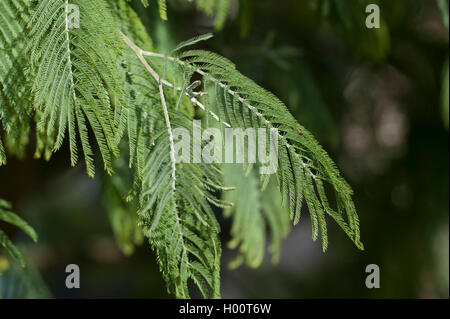 Silber wattle (Acacia dealbata), Blatt Stockfoto