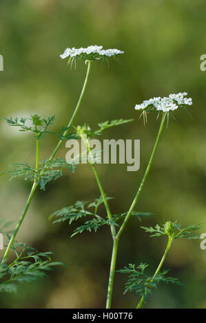 Fool's Petersilie, Fool's Cicely, Gift Petersilie (Aethusa cynapium, cynapium Aethusa cynapium Subsp), blühende, Deutschland, BG MZ Stockfoto