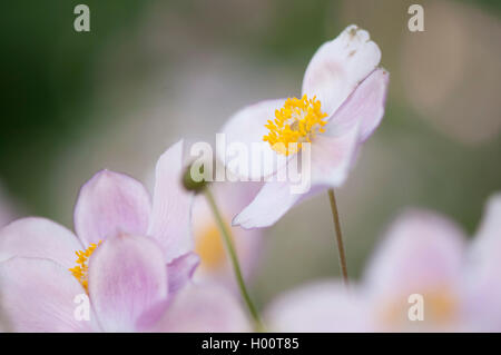 Japanische Anemone, Japanisch Cuneata (Anemone japonica, Anemone hupehensis var. japonica), blühende Stockfoto