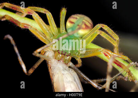 Giant crab Spider, Huntsman spider (Sparassidae), mit Raub, Costa Rica Stockfoto