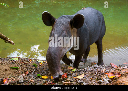 Baird's Tapir, Mittelamerikanischen Tapir (Tapirus bairdii), am Ufer, Costa Rica Stockfoto