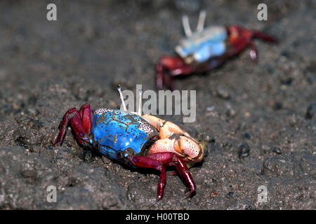 Fiddler Crab" (Uca chlorophthalmus), weiblich, Seychellen Stockfoto