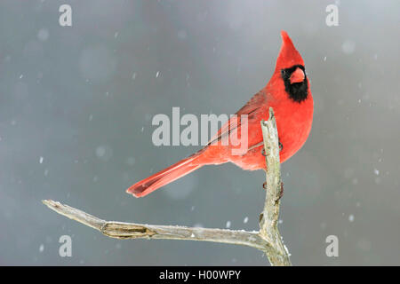 Gemeinsame Kardinal, Red Cardinal (Cardinalis cardinalis), sitzend auf einem Zweig bei Schneefall, USA, Michigan Stockfoto