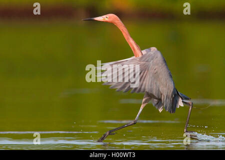 Rötlich Seidenreiher (Egretta rufescens), hebt ab, USA, Florida Stockfoto