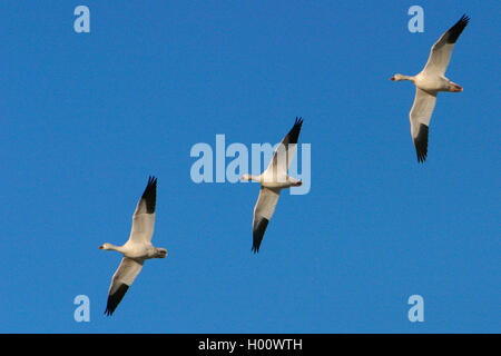 Schneegans, Schnee-Gans (Anser Caerulescens, Chen Caerulescens), Drei Schneegaense Im Flug, USA, New Mexico | Schneegans (Anser Stockfoto