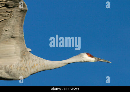 Sandhill Crane (Grus canadensis), im Flug, USA, New Mexico, Bosque Del Apache Wildlife Refuge Stockfoto