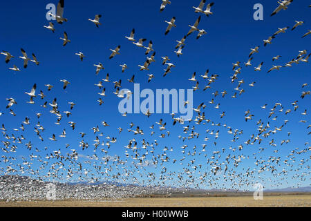 Schneegans, Schnee-Gans (Anser Caerulescens, Chen Caerulescens), Riesiger Fiegender Schwarm, USA, New Mexico, Bosque del Apache Stockfoto