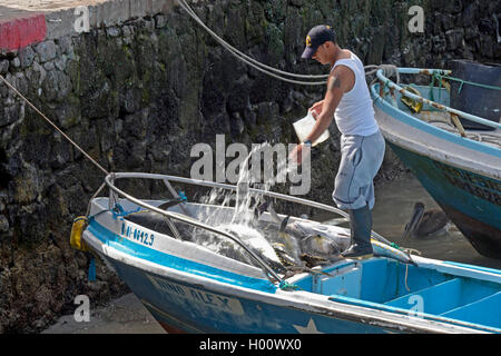 Gelbflossenthun, gelb-weissen Thun, gelb-fin Thunfisch (Thunnus albacares), Fisherman schneidigen frisch gefangenen Gelbflossenthun Thunfische mit Wasser im Fischereihafen, Ecuador, Galapagos Inseln, Santa Cruz, Puerto Ayora Stockfoto