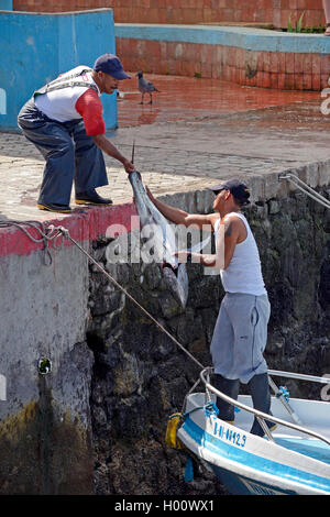 Gelbflossenthun, gelb-weissen Thun, gelb-fin Thunfisch (Thunnus albacares), zwei Fischer mit frisch gefangenen Gelbflossenthun im Fischereihafen, Ecuador, Galapagos Inseln, Santa Cruz, Puerto Ayora Stockfoto