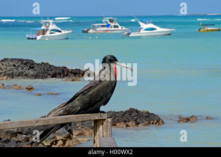 Herrliche frigate Bird (Fregata magnificens), sitzen auf einem hölzernen Zaun am Meer, Seitenansicht, Ecuador, Galapagos Inseln, Santa Cruz, Puerto Ayora Stockfoto