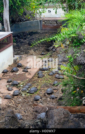 Galapagos Schildkröte, Galapagos Riesenschildkröte (Chelonodis nigra, Geochelone elephantopus, Geochelone nigra elephantopus, Testudo elephantopus Chelonoides), junge gezüchtet Riesenschildkröten aus verschiedenen Unterarten, die in ein Gehäuse, Ecuador, Galapagos Inseln, Santa Cruz, Darwin Station Stockfoto