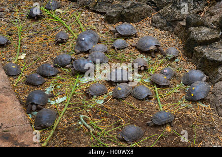 Galapagos Schildkröte, Galapagos Riesenschildkröte (Chelonodis nigra, Geochelone elephantopus, Geochelone nigra elephantopus, Testudo elephantopus Chelonoides), junge gezüchtet Riesenschildkröten aus verschiedenen Unterarten, die in ein Gehäuse, Ecuador, Galapagos Inseln, Santa Cruz, Darwin Station Stockfoto