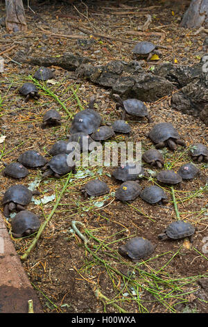 Galapagos Schildkröte, Galapagos Riesenschildkröte (Chelonodis nigra, Geochelone elephantopus, Geochelone nigra elephantopus, Testudo elephantopus Chelonoides), junge gezüchtet Riesenschildkröten aus verschiedenen Unterarten, die in ein Gehäuse, Ecuador, Galapagos Inseln, Santa Cruz, Darwin Station Stockfoto