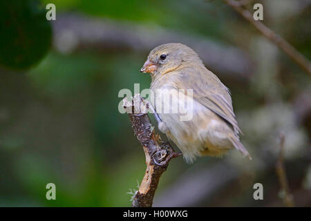 Kleine insectivorous Baum Fink, kleiner Baum Finch (Camarhynchus parvulus), sitzt auf einem Ast, Ecuador, Galapagos Inseln, Isabela Stockfoto