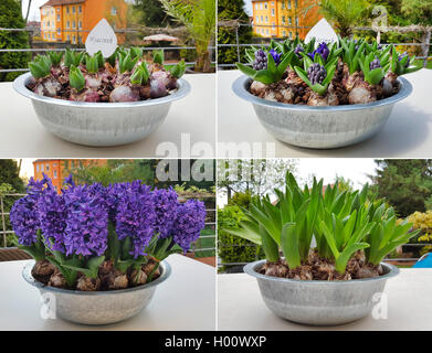 Jacinthe (Hyacinthus orientalis), vier verschiedene Stufen der Blüte in einer Blume Schüssel, Deutschland Stockfoto