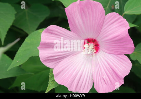 Eine Nahaufnahme der Winter winterharte Hibiscus nicht zu verwechseln mit der kleineren tropische Version. Stockfoto