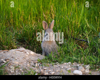 Europäische Kaninchen (Oryctolagus cuniculus), junge Kaninchen sitzen vor dem Rabbit Hole, Österreich, Neusiedler See National Park, Sandeck Stockfoto