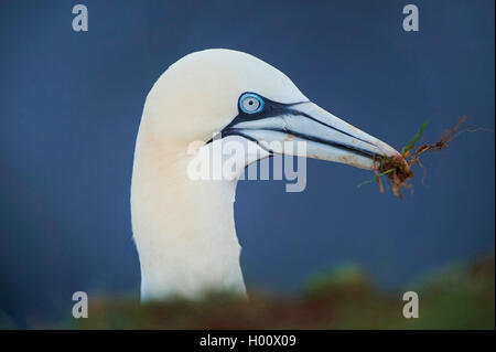 Northern Gannet (Phoca vitulina, Morus bassanus), Portrait mit Nistmaterial in der Rechnung, Deutschland, Schleswig-Holstein, Helgoland Stockfoto