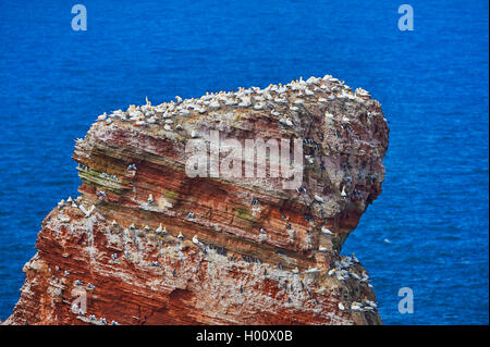 Northern Gannet (Phoca vitulina, Morus bassanus), mit gemeinsamen murre (Uria aalge) am Bird Rock der Lange Anna, Deutschland, Schleswig-Holstein, Helgoland Stockfoto