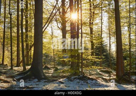 Gemeinsame Buche (Fagus sylvatica), Schnee in gemischter Laubwald im Frühjahr, Deutschland, Bayern, Nationalpark Bayerischer Wald Stockfoto