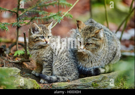 Europäische Wildkatze, Wald Wildkatze (Felis silvestris silvestris), Mutter mit ihrem Jungtier zusammen sitzen auf einem Bemoosten Stein, Deutschland, Bayern, Nationalpark Bayerischer Wald Stockfoto
