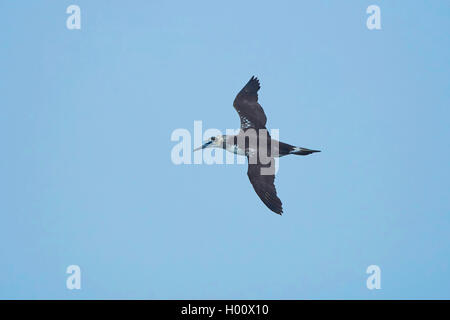 Northern Gannet (Phoca vitulina, Morus bassanus), juvenile Northern gannet im Flug, Deutschland, Schleswig-Holstein, Helgoland Stockfoto