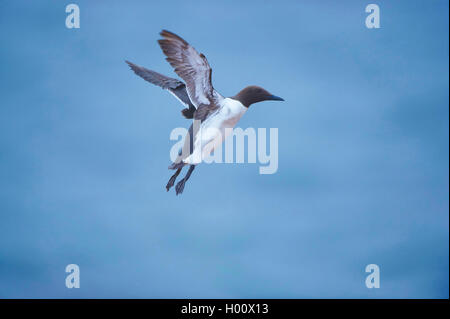 Gemeinsame trottellumme (Uria aalge), im Flug, Deutschland, Schleswig-Holstein, Helgoland Stockfoto