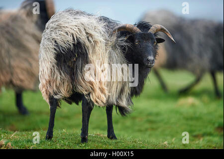 Heidschnucke, Heide Schafe (Ovis ammon f. aries), auf einer Wiese, Deutschland, Schleswig-Holstein, Helgoland Stockfoto