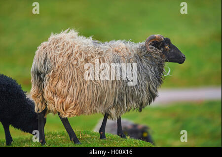 Heidschnucke, Heide Schafe (Ovis ammon f. aries), auf einer Wiese, Deutschland, Schleswig-Holstein, Helgoland Stockfoto