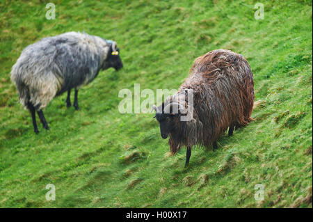 Heidschnucke, Heide Schafe (Ovis ammon f. aries), auf einer Wiese, Deutschland, Schleswig-Holstein, Helgoland Stockfoto