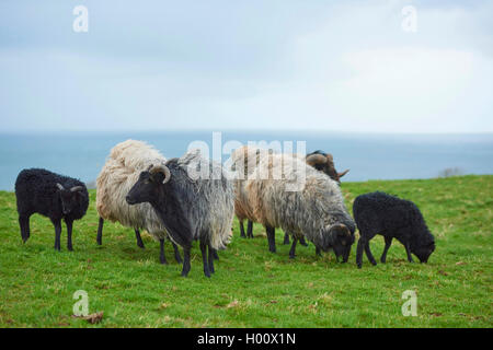 Heidschnucke, Heide Schafe (Ovis ammon f. Widder), grasende Herde, Deutschland, Schleswig-Holstein, Helgoland Stockfoto