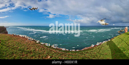 Panoramablick auf die Küste von Helgoland mit der Lange Anna, Deutschland, Schleswig-Holstein, Helgoland Stockfoto