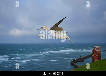 Northern Gannet (Phoca vitulina, Morus bassanus), an der Küste von Helgoland mit der Lange Anna, Deutschland, Schleswig-Holstein, Helgoland Stockfoto