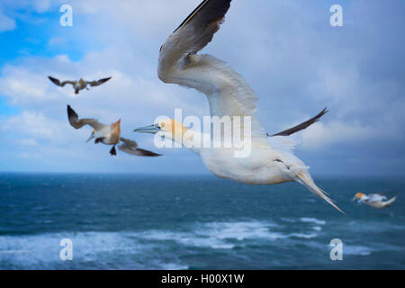 Northern Gannet (Phoca vitulina, Morus bassanus), im Flug über der Nordsee, Deutschland, Schleswig-Holstein, Helgoland Stockfoto