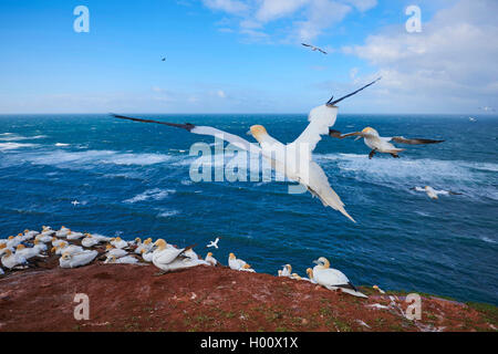 Northern Gannet (Phoca vitulina, Morus bassanus), im Flug über der Nordsee, Deutschland, Schleswig-Holstein, Helgoland Stockfoto