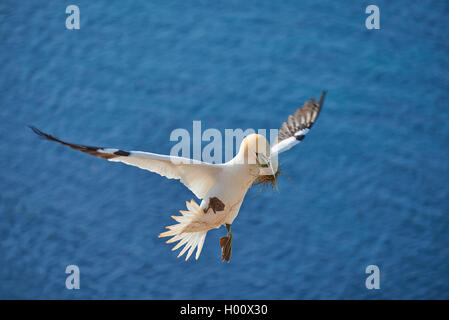 Northern Gannet (Phoca vitulina, Morus bassanus), fliegt mit Nistmaterial in der Rechnung, Deutschland, Schleswig-Holstein, Helgoland Stockfoto