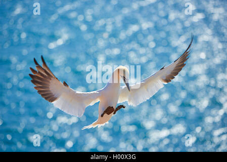 Northern Gannet (Phoca vitulina, Morus bassanus), Landung, Deutschland, Schleswig-Holstein, Helgoland Stockfoto