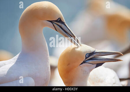 Northern Gannet (Phoca vitulina, Morus bassanus), Porträt einer Zucht Paar, Deutschland, Schleswig-Holstein, Helgoland Stockfoto