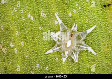 Mehlig bug (cf, Vinsonia), auf einem Blatt, Costa Rica Stockfoto