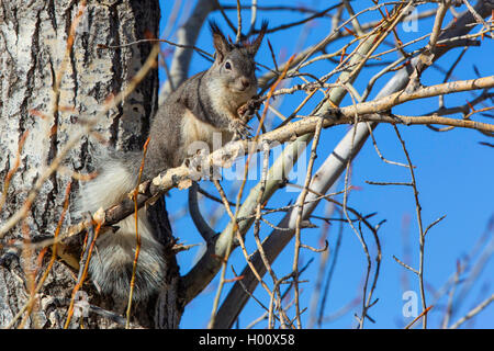 Tassle-eared, Abert die Eichhörnchen (Sciurus aberti), sitzt auf einem Ast, USA, Arizona, Flagstaff Stockfoto