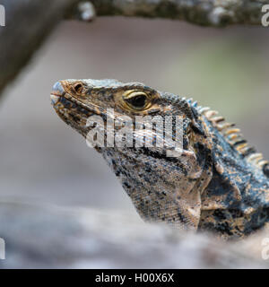 großen Garrobo oder Leguan im zentralen Pazifik von Costa Rica die Sonne zu genießen Stockfoto