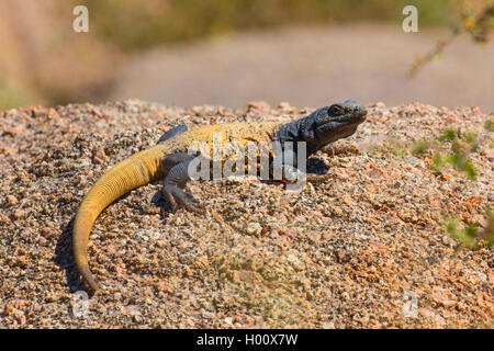 Gemeinsame (chuckwalla Sauromalus ater), männlich Sonnenbaden, USA, Arizona, Pinnacle Peak Stockfoto