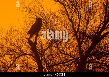 Great horned Owl (Bubo virginianus), auf einem Baum bei Sonnenuntergang, USA, Arizona Stockfoto