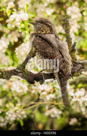 Northern Wendehals (Jynx torquilla), auf ein blühender Apfelbaum Zweig, Deutschland, Bayern, Isental Stockfoto